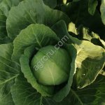 Капуста белокачанная