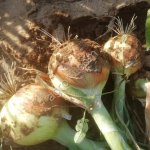 Лук репчатый