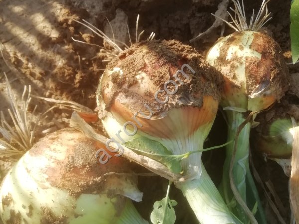 Лук репчатый