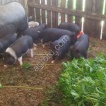 Поросята вьетнамские .