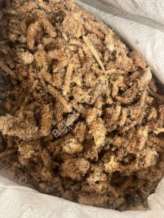 Почки сосны