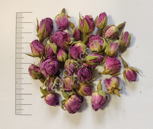 Роза дамасская бутоны