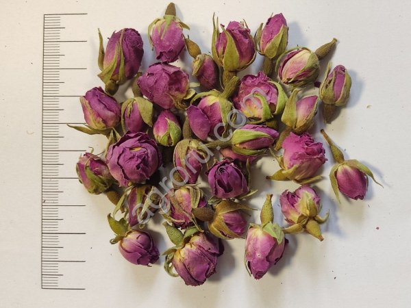 Роза дамасская бутоны