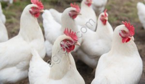 Куры несушки Ломан Вайт (350 дней)