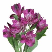 Альструмерия