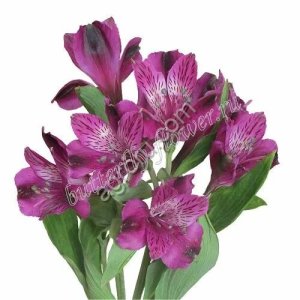 Альструмерия