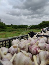 молодой российский чеснок от производителя.