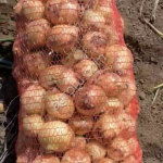 Лук Азимний