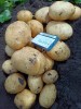 Картофель Ривьера