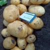 Картофель Ривьера