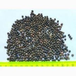 семена озимой вики