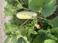 Грибовский кабачок , на переработку