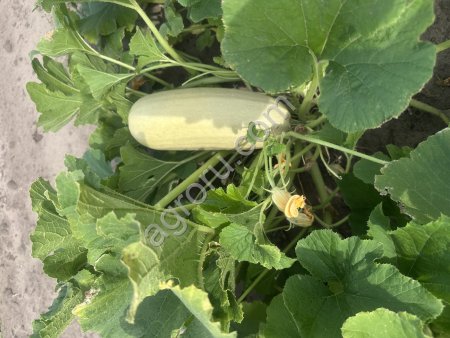 Грибовский кабачок ,на переработку