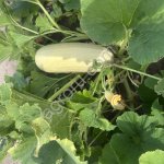 Грибовский кабачок ,на переработку