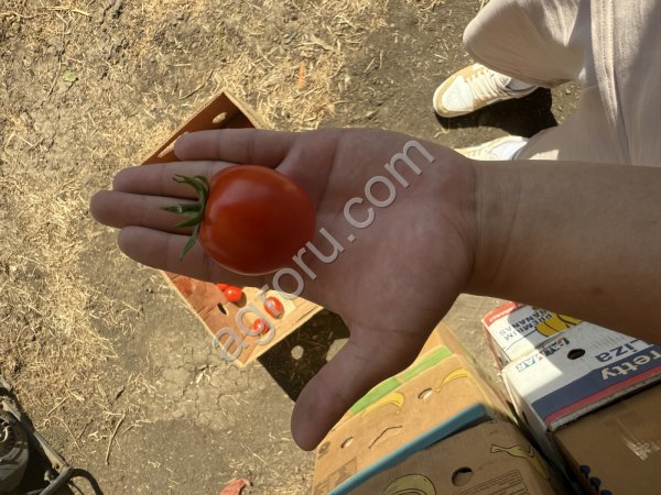 Помидоры сорта салеросо