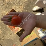 Помидоры сорта салеросо