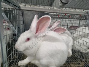 Кролики Новозеландские белые живым весом