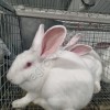 Кролики Новозеландские белые живым весом