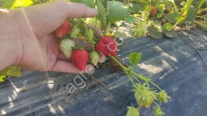 КЛУБНИКА ИЗ ДАГЕСТАНА
