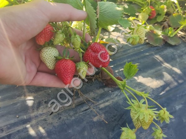 КЛУБНИКА ИЗ ДАГЕСТАНА