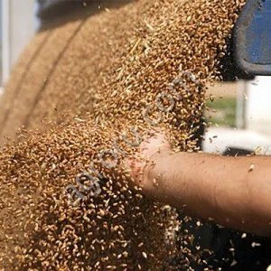 Зерно фуражное