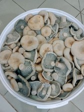 Солёные и маринованные грибы от компании Грибной Алтай!
