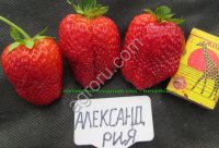 Саженцы клубники с питомника - Ягодный сад