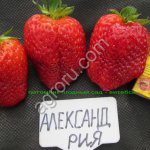 Саженцы клубники с питомника - Ягодный сад