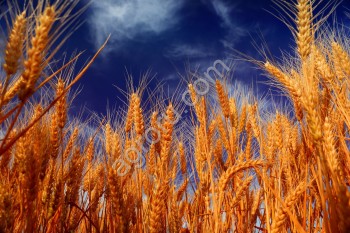 пшеница продовольственных сортов <span>фураж</span>