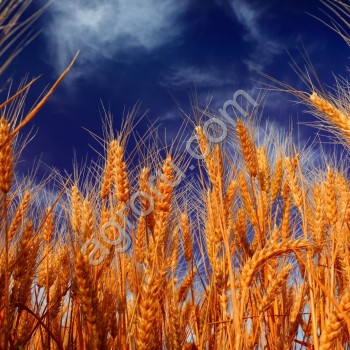пшеница продовольственных сортов <span>фураж</span>