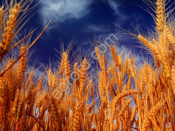 Пшеница продовольственных сортов., фураж.