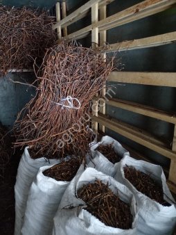 Корни сабельника болотного