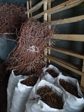 Корни сабельника болотного