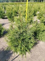 Туя западная Брабант