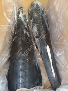 Белуга ПБГ 10+