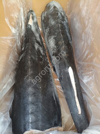 Белуга ПБГ 10+