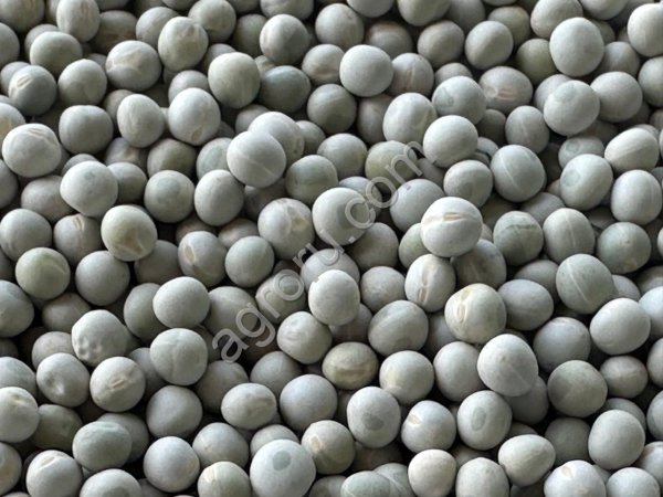 Горох зелёный, восстанавливающийся