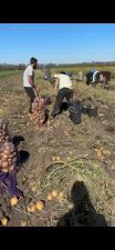 Картофель сорт Ривьера от фермера