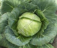 Капуста Атрия