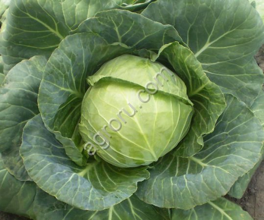 Капуста Атрия