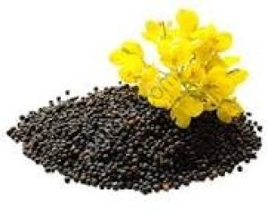 Маслосемена рапса и