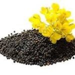 Маслосемена рапса и