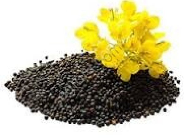 Маслосемена рапса и