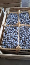 Слива Стенлей 30+ от производителя