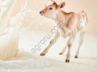 Заменитель цельного молока сухой «КапиМилк молочный»