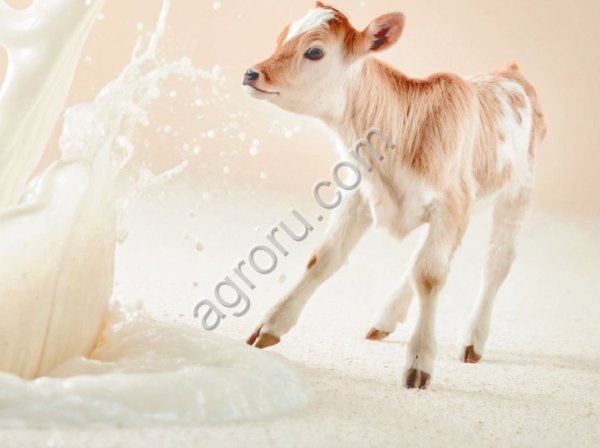 Заменитель цельного молока сухой «КапиМилк молочный»