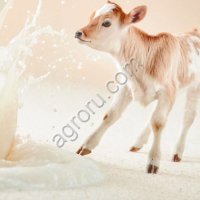 Заменитель цельного молока сухой «КапиМилк молочный»