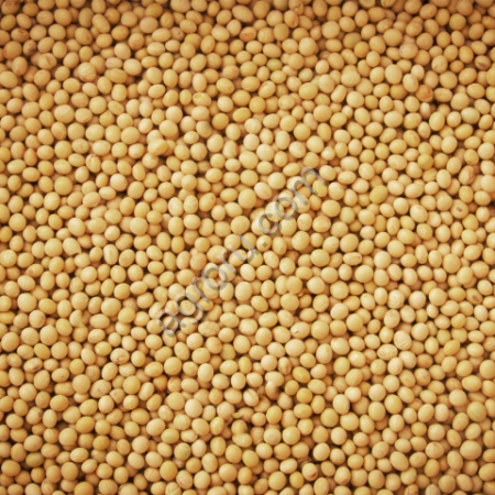 Семена горчицы озимой ВНИИМК сорт Вьюжанка