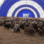 Ангар-овчарня