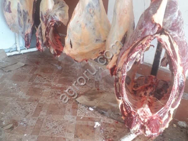 Вынужденный забой корова быка